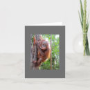 Search for rescues cards Sanctuary