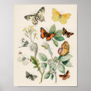 Search for butterfly posters Mariposa