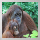Search for orangutan posters Animal