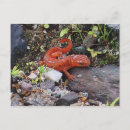 Search for newt Eastern newt