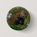 Search for jaguars badges Big cat