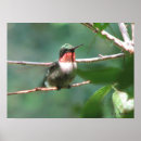Search for ruby throated hummingbird posters Nature