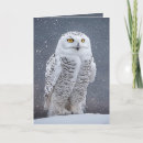 Search for snowy owl christmas cards Bird