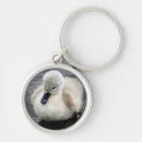 Search for swans key rings Photography