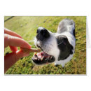 Search for sit cards Pet sitter