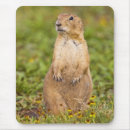 Search for black tailed electronics Mammal