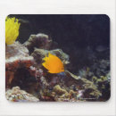 Search for angelfish mousepads Sealife