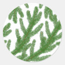 Search for fir tree stickers Merry christmas