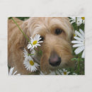 Search for girl with dog postcards Flowers
