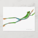 Search for jumping frog postcards Animal