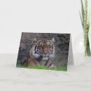 Search for bengal Animal