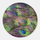 Search for peacock feather magnets Bird
