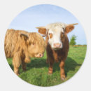 Search for highland cows stickers Cattle
