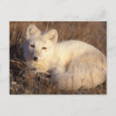 Search for lagopus postcards Carnivore
