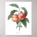 Search for vintage peach illustration posters Flower