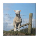 Search for cute lamb tiles Sheep