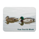 Search for mallards magnets Anas platyrhynchos