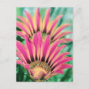 Search for daisy stamp postcards Beautiful