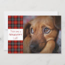 Search for black and white cat christmas cards Dog