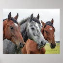 Search for head posters Horses