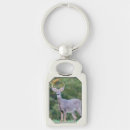 Search for white tail key rings Deer