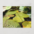 Search for lily pad postcards Tropical