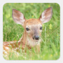 Search for fawn stickers Animal