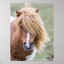 Search for shetland islands posters Pony