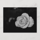 Search for rose macro postcards Blossom