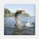 Search for water animal magnets Animals in the wild