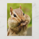 Search for adorable chipmunk vertical postcards Animal