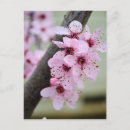 Search for pink cherry postcards Photography