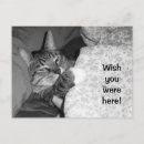 Search for cats sleeping postcards Funny