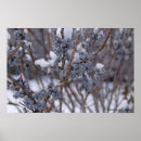 Search for berry posters Frozen