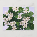 Search for orange blossoms postcards Flower