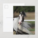 Search for gypsy vanners postcards Animal