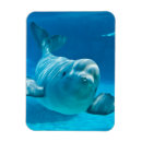 Search for adorable magnets Fun