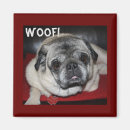 Search for woof magnets Pug