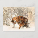 Search for tiger postcards Wildlife