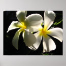 Search for tropical flowers posters White