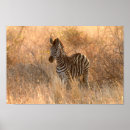 Search for foals posters Animal