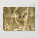 Search for marsh postcards Animals