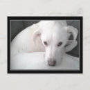Search for labrador retriever dog postcards Thinking of you