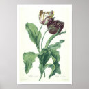 Search for botanica posters Flowers