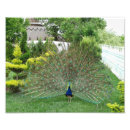 Search for peacock home decor posters Bird