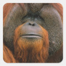 Search for primate stickers Pongo pygmaeus