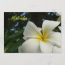 Search for frangipani cards Hawaiian