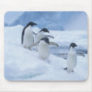 Search for arctic bird electronics Antarctic