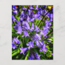 Search for bluebell flowers postcards Garden
