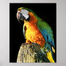 Search for stump posters Bird